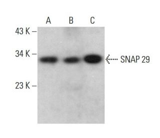 SNAP 29 Antibody (D-8) - Western Blotting - Image 377489 