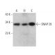SNAP 29 Antibody (D-8) - Western Blotting - Image 377489 
