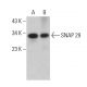 SNAP 29 Antibody (D-8) - Western Blotting - Image 377646