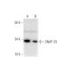 SNAP 29 Antibody (E-5) - Western Blotting - Image 288992 