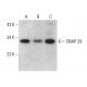 SNAP 29 Antibody (E-5) - Western Blotting - Image 376565 