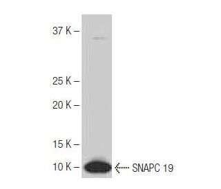 SNAPC 19 Antibody (9K8) - Western Blotting - Image 65057