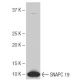 SNAPC 19 Antibody (9K8) - Western Blotting - Image 65057