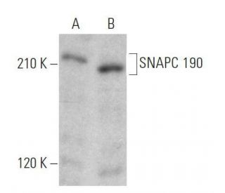 SNAPC 190 Antibody (B-11) - Western Blotting - Image 356211 
