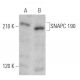 SNAPC 190 Antibody (B-11) - Western Blotting - Image 356211 