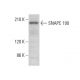 SNAPC 190 Antibody (B-11) - Western Blotting - Image 377101 