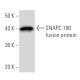 SNAPC 190 Antibody (SNAAD17A) - Western Blotting - Image 16771