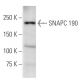 SNAPC 190 Antibody (SNAAD17A) - Western Blotting - Image 16772 