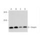 Snapin Antibody (E-10) - Western Blotting - Image 325235 