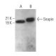 Snapin Antibody (E-10) - Western Blotting - Image 371710
