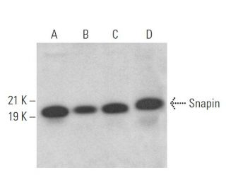 Snapin Antibody (E-10) - Western Blotting - Image 371936 
