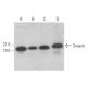 Snapin Antibody (E-10) - Western Blotting - Image 371936 