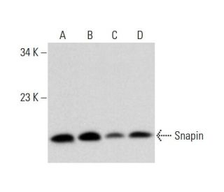 Snapin Antibody (E-10) - Western Blotting - Image 325235Each CRISPR/Cas9 Knockout (KO) Plasmid product consists of a pool of 3 plasmids designed to ensure identification and cleavage of a specific gene for maximum knockout efficiency. Each plasmid encodes a unique 20 nt sequence derived from the GeCKO (v2) library.