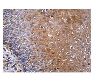 SNARK Antibody (C-12) - Immunohistochemistry - Image 159542 