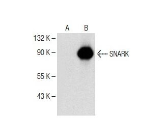 SNARK Antibody (H-3) - Western Blotting - Image 151174