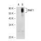 SNAT1 Antibody (H-9) - Western Blotting - Image 55464 