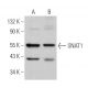 SNAT1 Antibody (H-9) - Western Blotting - Image 364659