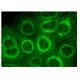 This polyclonal antibody has been discontinued. See our recommended <a href="snat2-antibody-c-6">SNAT2 (C-6)</a> monoclonal antibody (sample data shown). immunofluorescence image from recommended SNAT2 (C-6) monoclonal antibody replacement. Image 314839