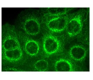 SNAT2 Antibody (C-6) - Immunofluorescence - Image 314839 