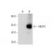 SNAT2 Antibody (G-8) - Western Blotting - Image 72960 