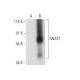 SNAT2 (C-6): sc-514037. Western blot analysis of SNAT2 expression in...