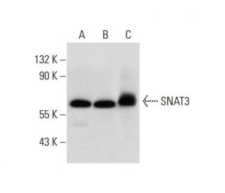 SNAT3 Antibody (H-11) - Western Blotting - Image 320241 