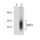 SNAT3 Antibody (H-7) - Western Blotting - Image 146413