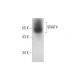 SNAT4 Antibody (A-4) - Western Blotting - Image 314583 