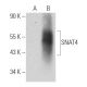 SNAT4 Antibody (A-4) - Western Blotting - Image 366680