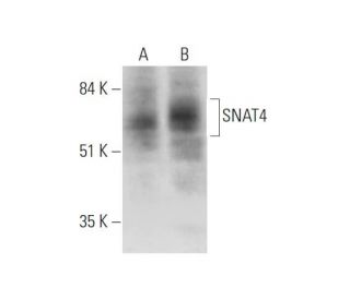SNAT4 Antibody (F-5) - Western Blotting - Image 344151 