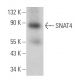 SNAT4 Antibody (F-5) - Western Blotting - Image 364971