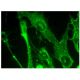 SNAT4 Antibody (H-9) - Immunofluorescence - Image 157266 