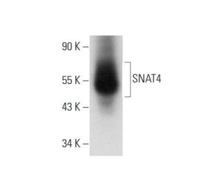 SNAT4 Antibody (H-9) - Western Blotting - Image 314584 
