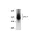SNAT4 Antibody (H-9) - Western Blotting - Image 314584 