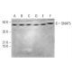 SNAT5 Antibody (G-7) - Western Blotting - Image 379038 