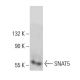 SNAT5 Antibody (G-7) - Western Blotting - Image 388021