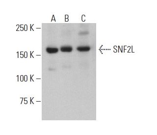SNF2L Antibody (H-3) - Western Blotting - Image 401034 