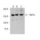 SNF2L Antibody (H-3) - Western Blotting - Image 401034 