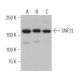 SNF2L Antibody (H-3) - Western Blotting - Image 401035 