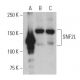 SNF2L Antibody (H-3) - Western Blotting - Image 401036