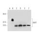 SNFT Antibody (D-6) - Western Blotting - Image 309532