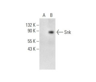 Snk Antibody (A-6) - Western Blotting - Image 289977