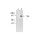 Snk Antibody (A-6) - Western Blotting - Image 289977