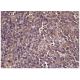 Snk Antibody (E-10) - Immunohistochemistry - Image 158600 