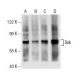 Snk Antibody (E-10) - Western Blotting - Image 154917 