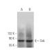 Snk Antibody (E-10) - Western Blotting - Image 374732