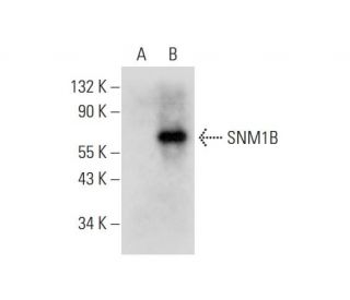 SNM1B Antibody (B-7) - Western Blotting - Image 318528