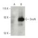 SnoN Antibody (B-3) - Western Blotting - Image 397519 