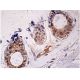 immunohistochemistry image from recommended SnoN (B-3) monoclonal antibody replacement. Image 158091