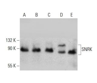 SNRK Antibody (A-3) - Western Blotting - Image 384522 